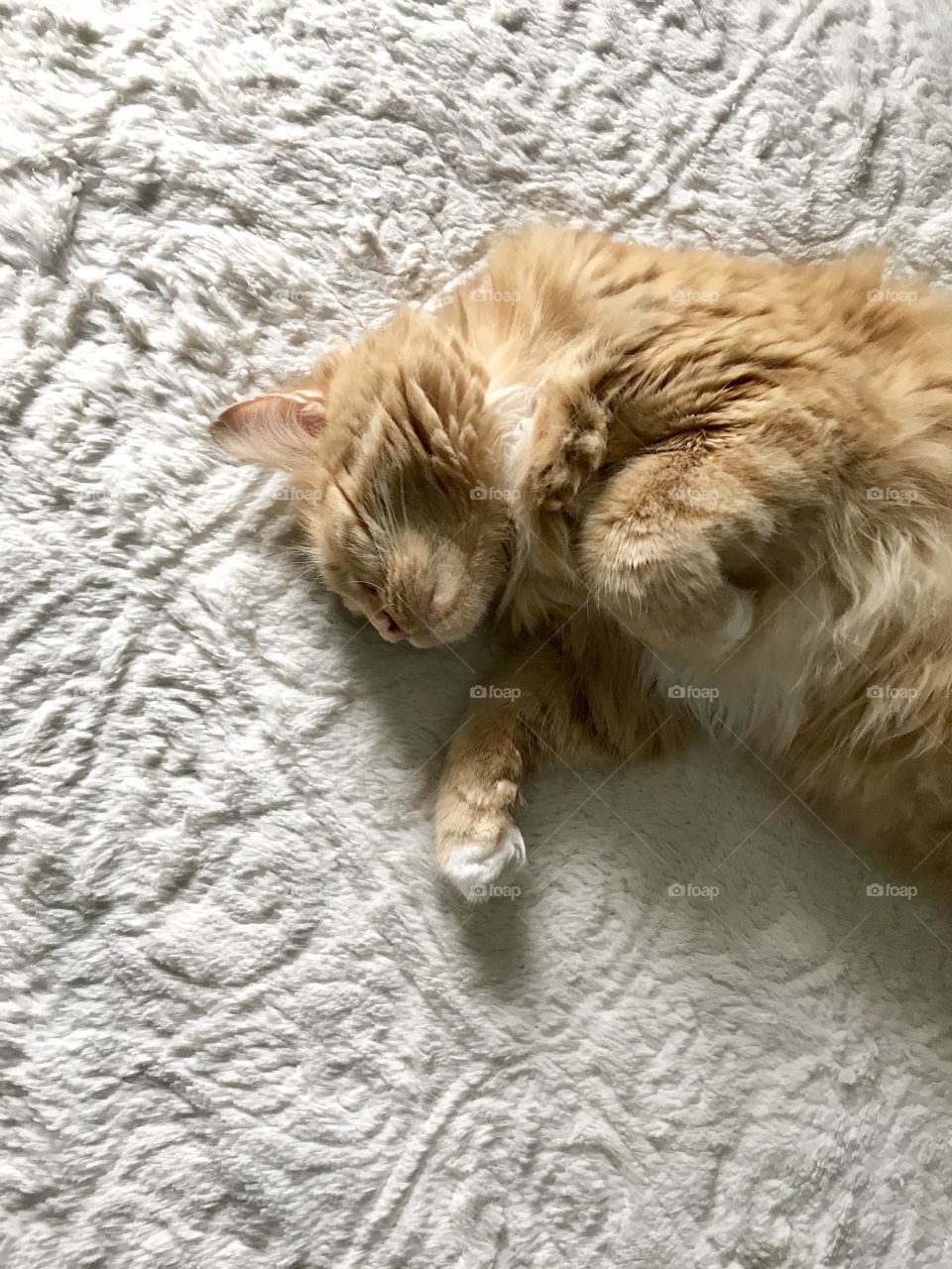 mainecoon striped orange long haired cat laying on fluffy bed asleep
