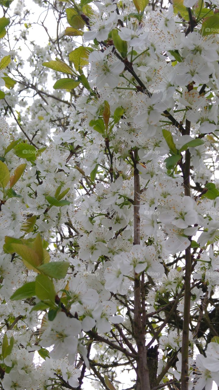 flowers