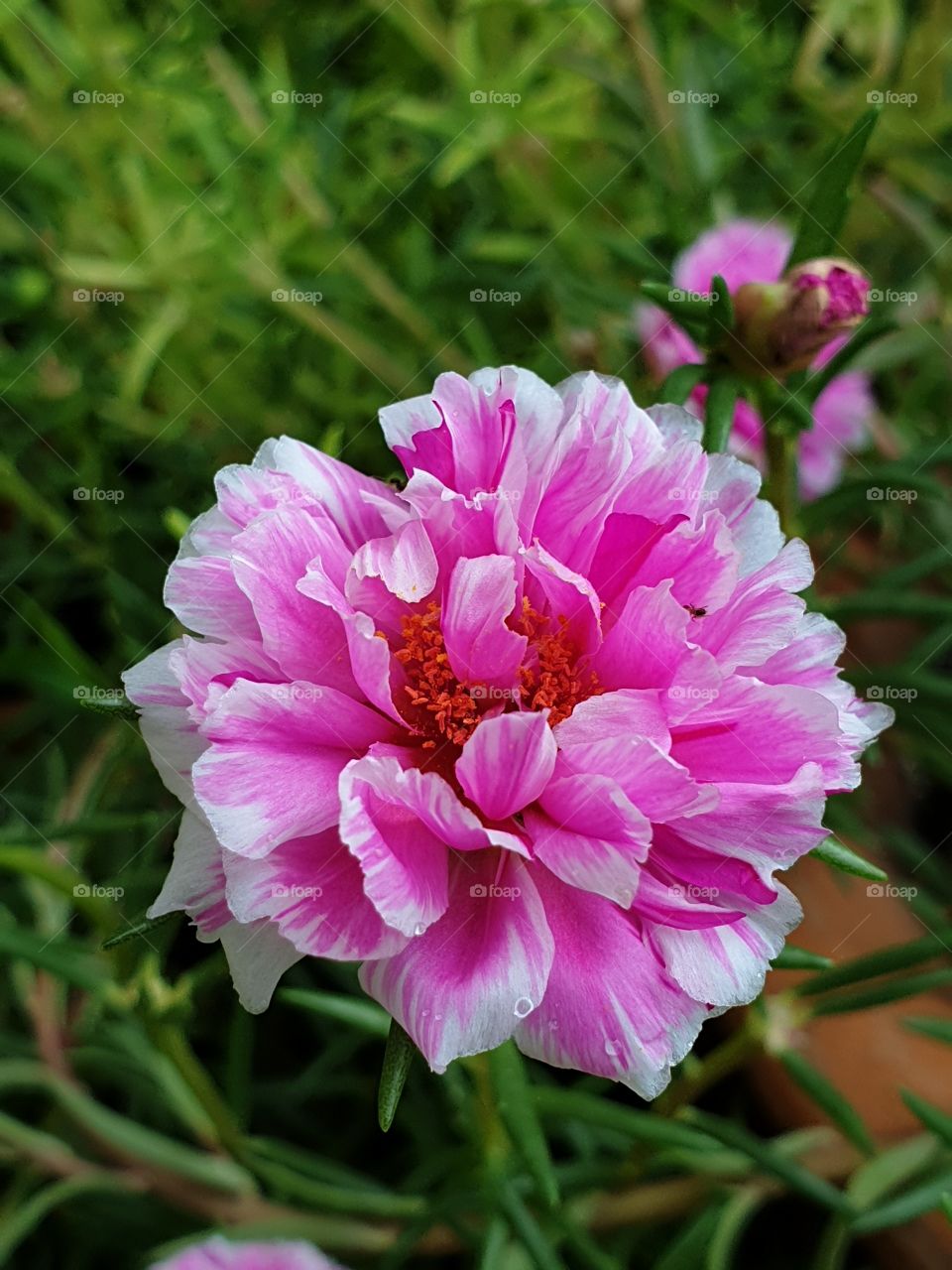  Portulaca Grandiflora or Moss-rose