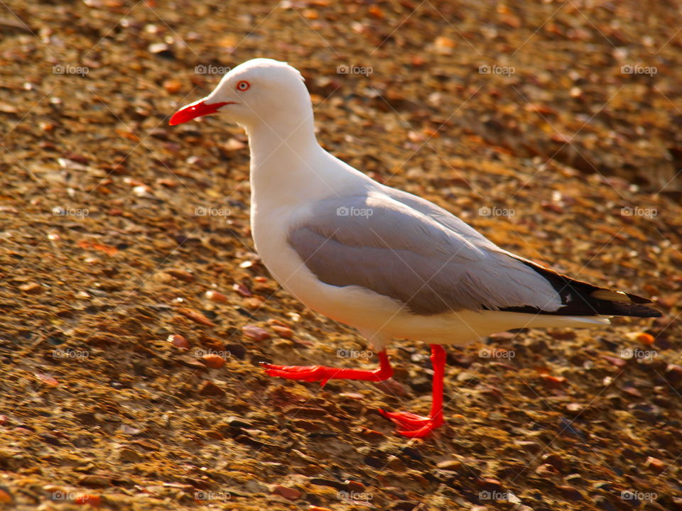 seagull on ocean rocks