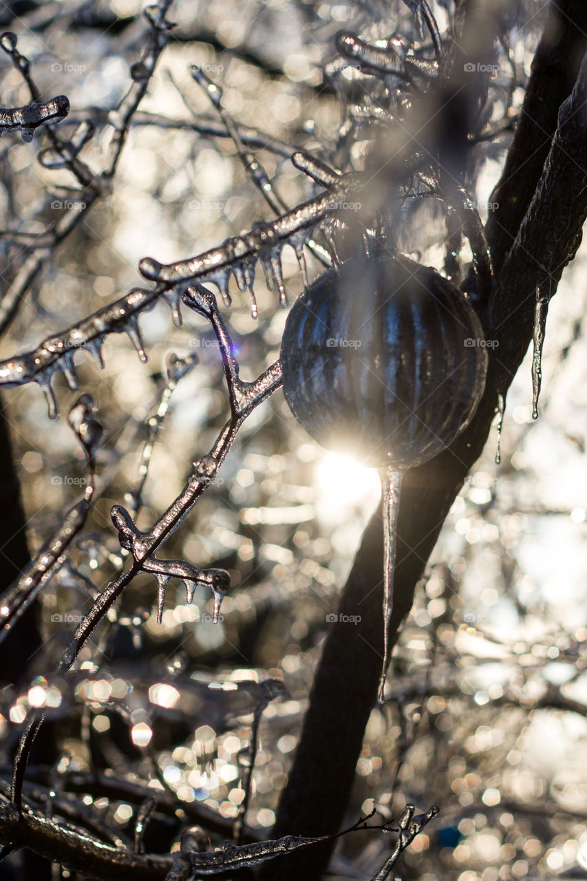 A Christmas ball hanging in a tree backlit with sun covered in ice