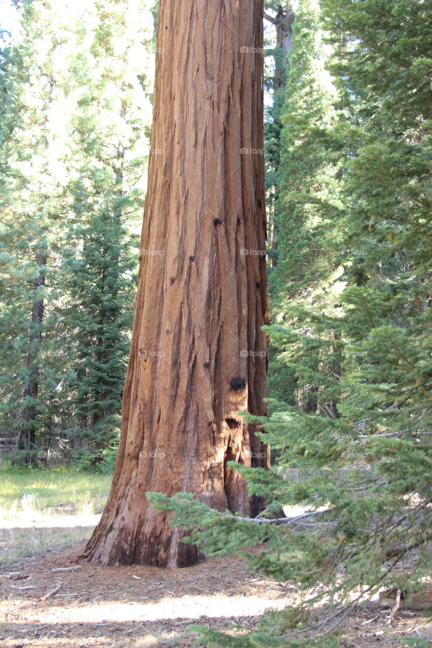 Giant sequoias in sequoia National Park