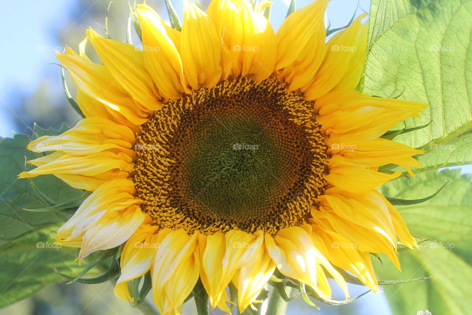 sunflower