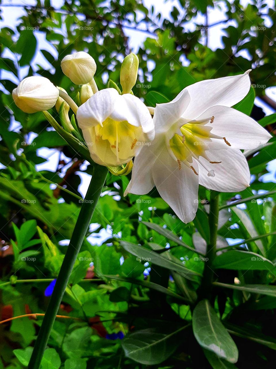 Close up of eucharis amazonica flower surrounded by green leaves in the garden. Colorful and bright