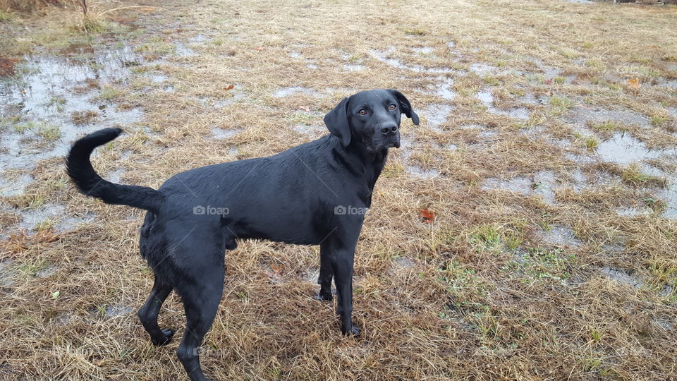 my lab loving the wet ground