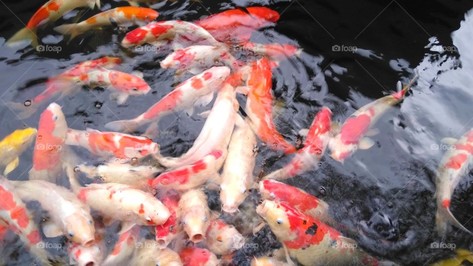 Koi fish crowded on the pond