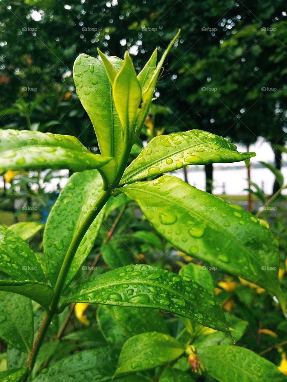 green leaves in the garden
