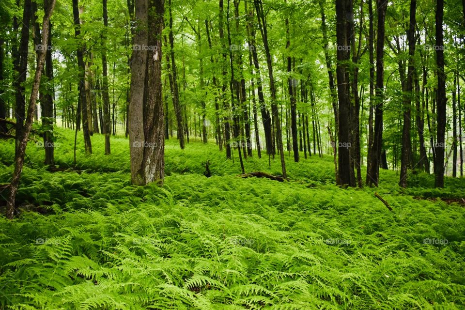 Wood, Landscape, Nature, Leaf, Lush