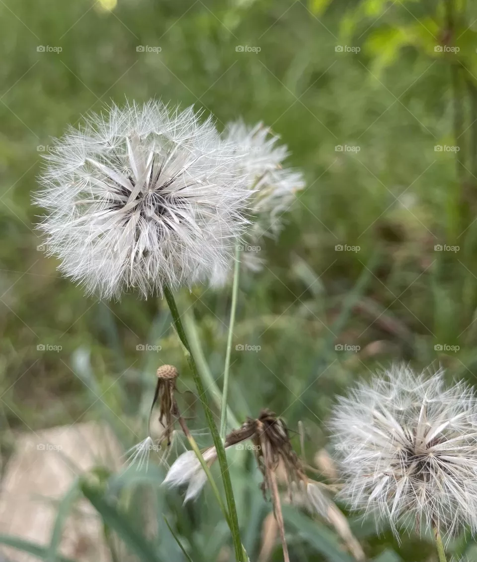 Make a wish
