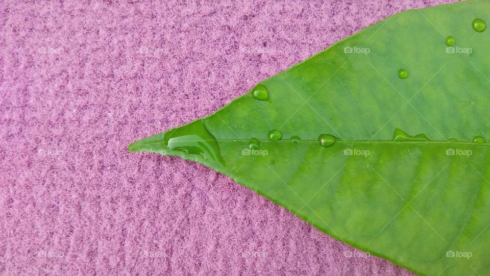 Beautiful macro rain drops on green leaf.