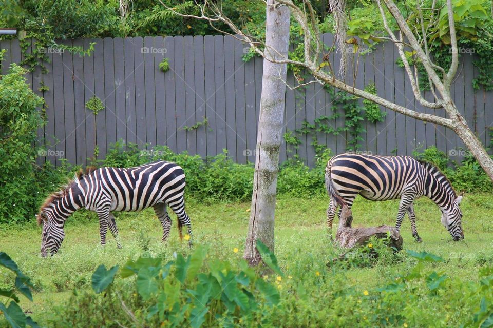 Zebras