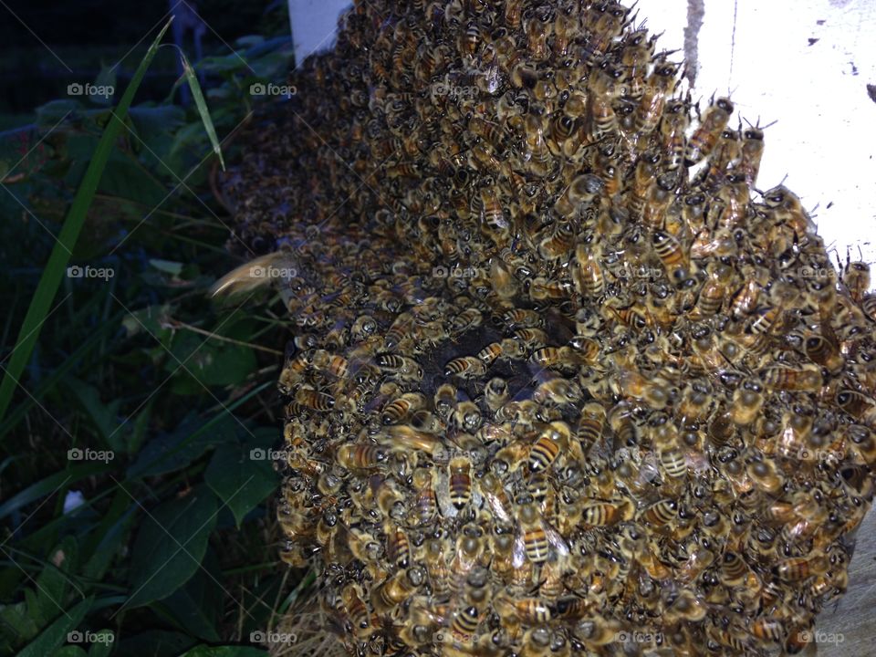 Honey bee hive. A honey bee hive that is healthy and active In spring of 2015