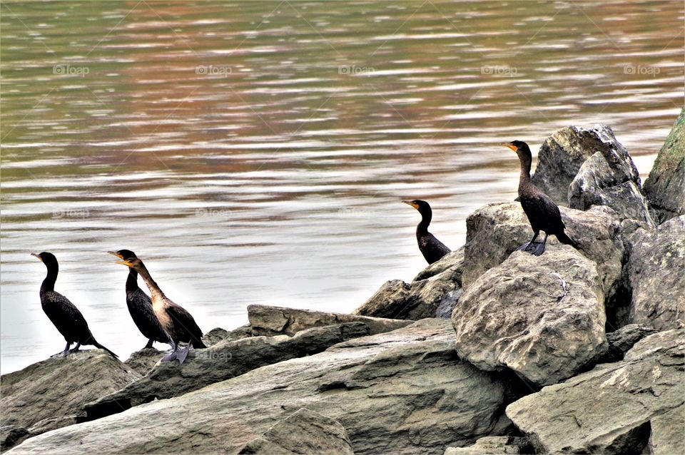Hudson River Birds on Island 