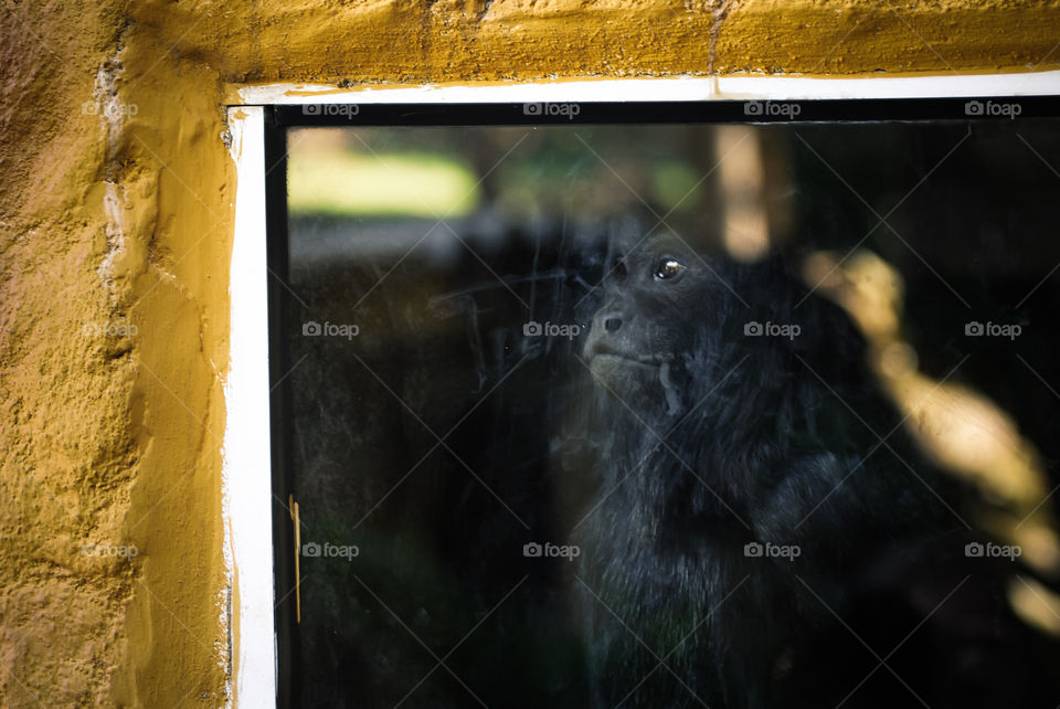 Sad caged chimpanzee