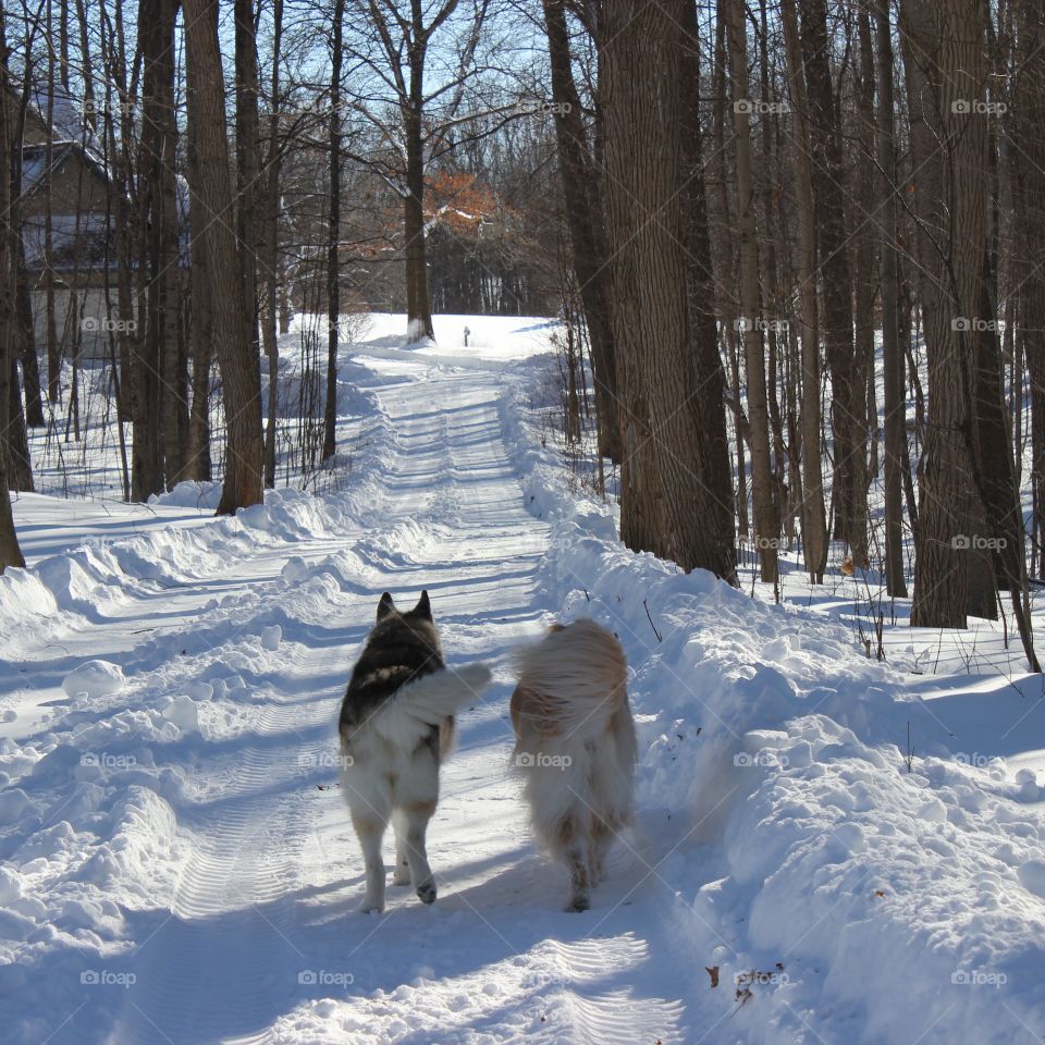 Kaci and Koda . Friends on a winter walk