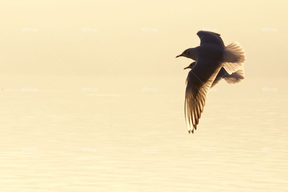 Seagulls flying over lake