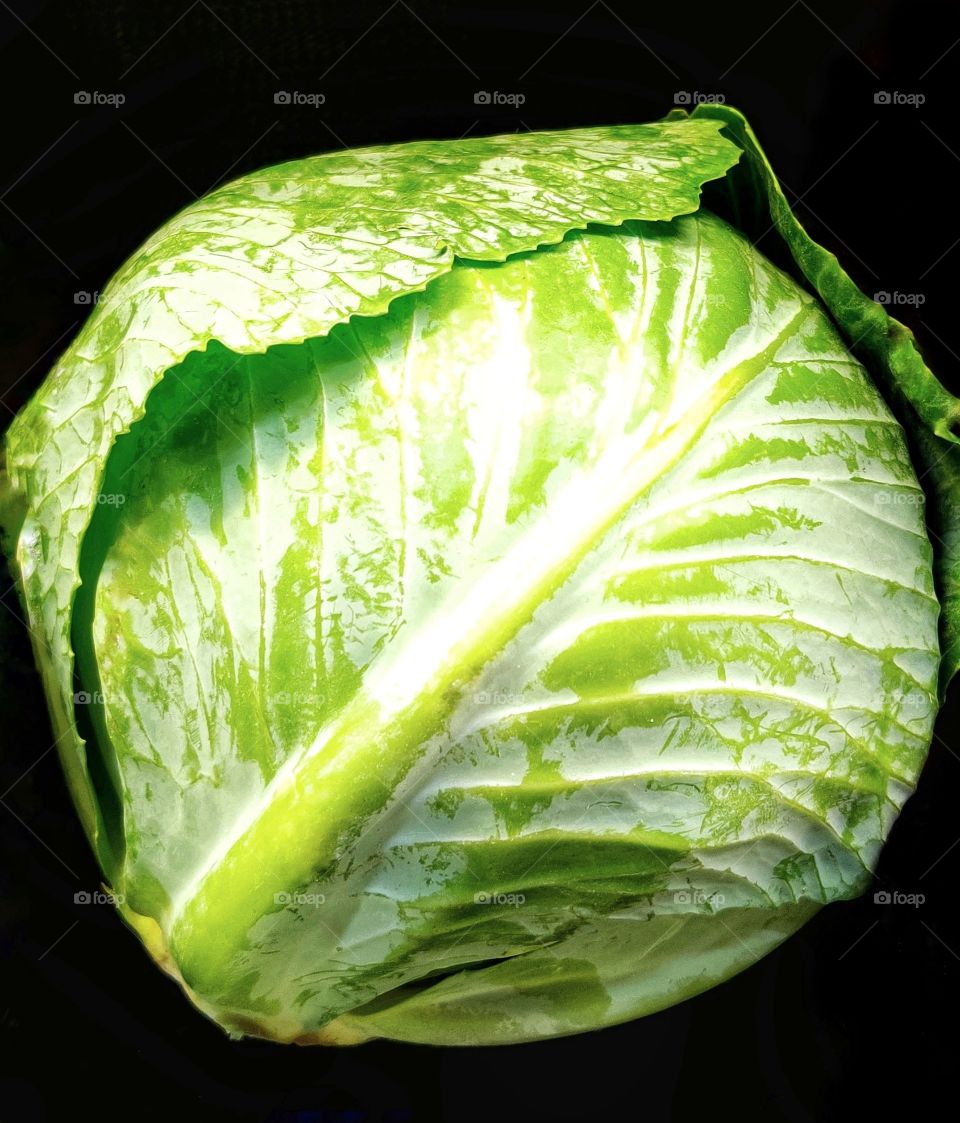 Cabbage