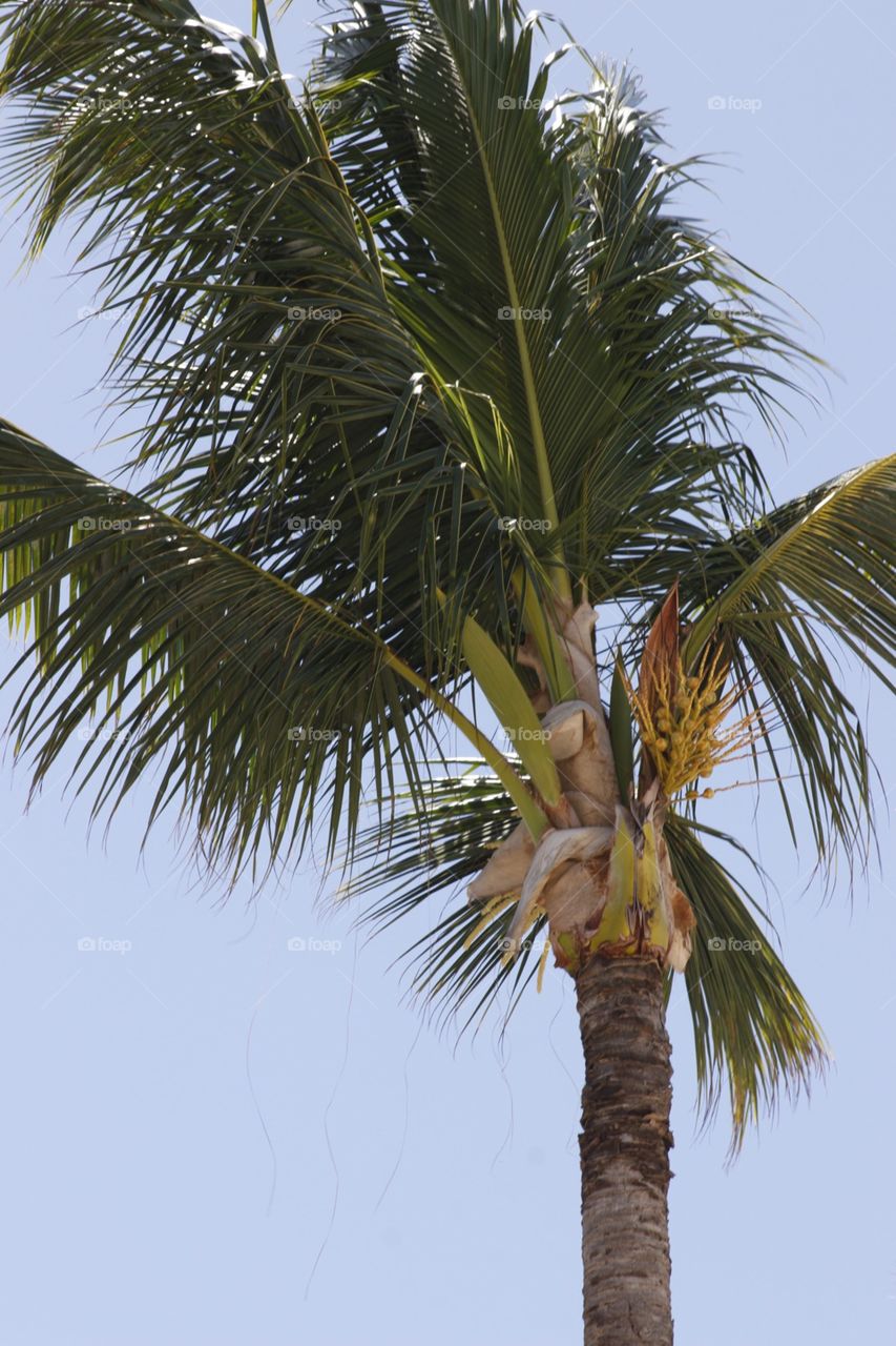 Palm tree