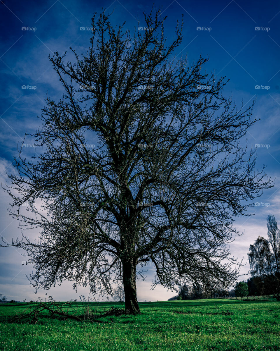 Old tree
