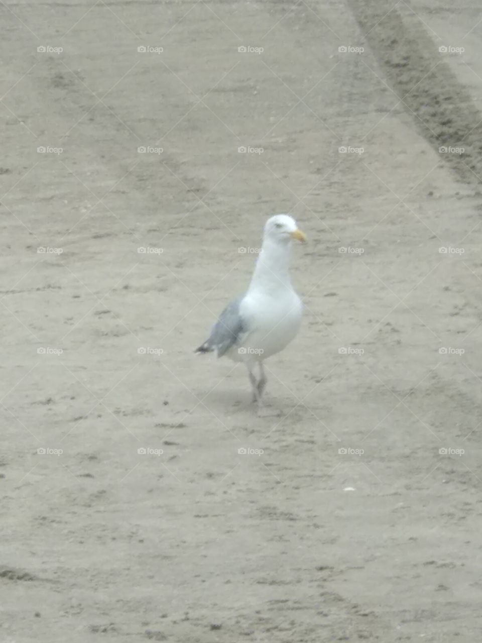 Gaviota dando un paseo