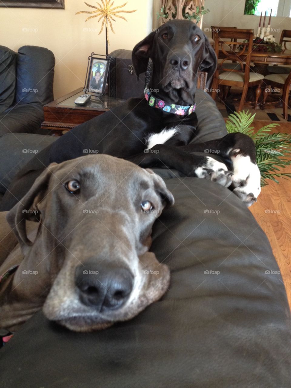 My two Danes being lazy around the house. 