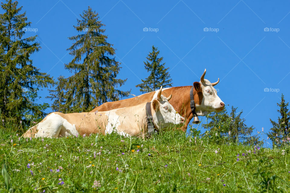 Swiss pasture
