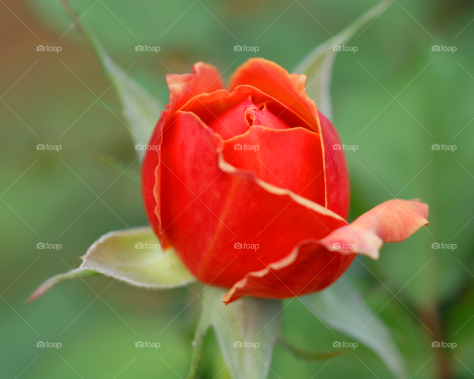 grandiflora floribunda orange rose hybrid tea rose by lightanddrawing