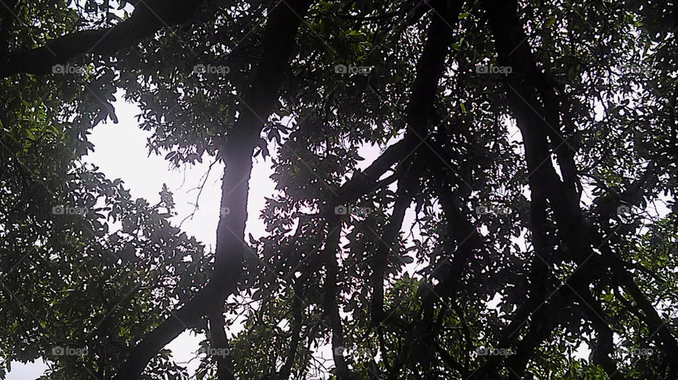shade tree. this tree cooled me off during my hike