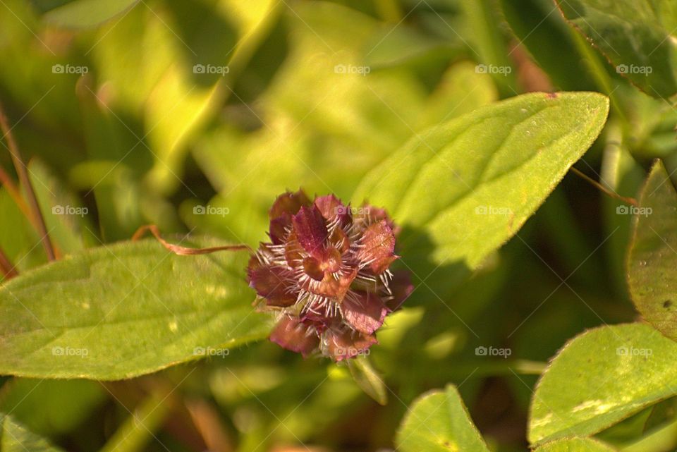 Even nature has its own mini living paintings.