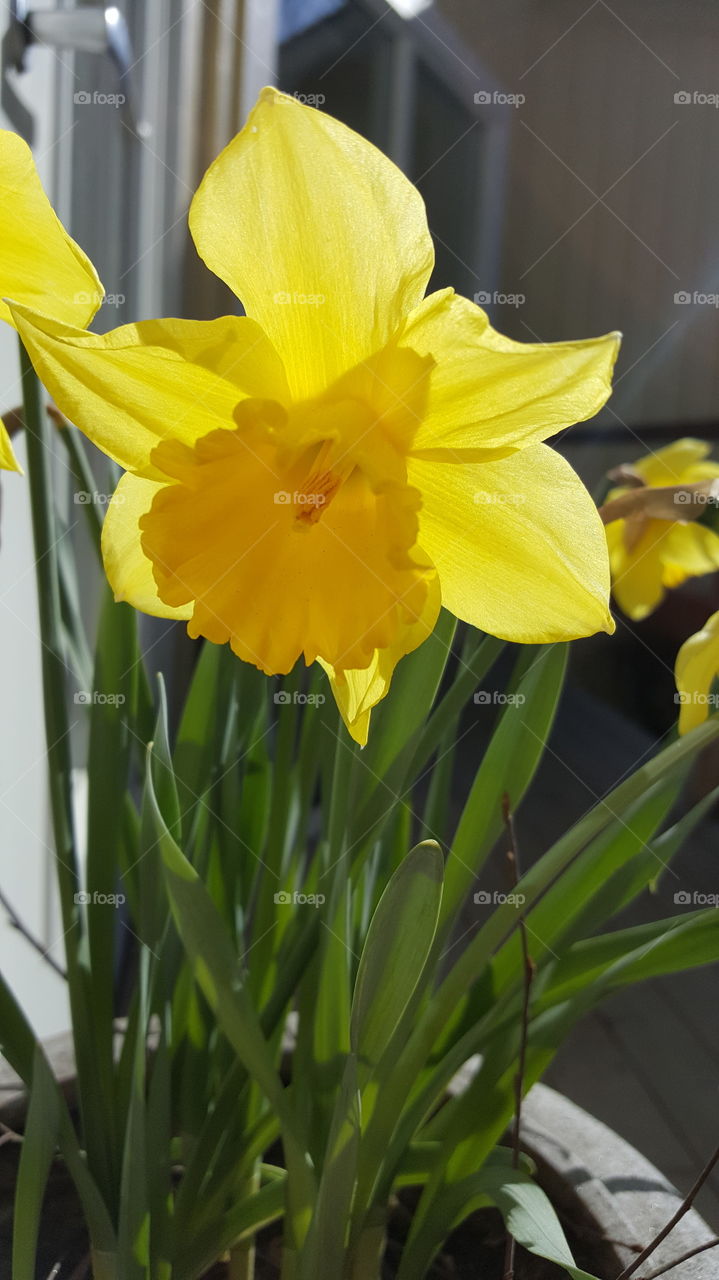 daffodil