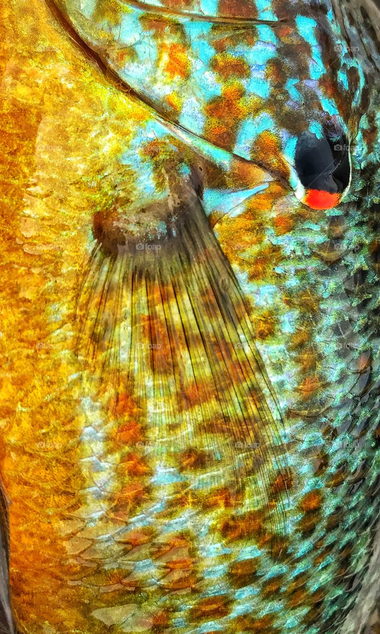 Fish closeup