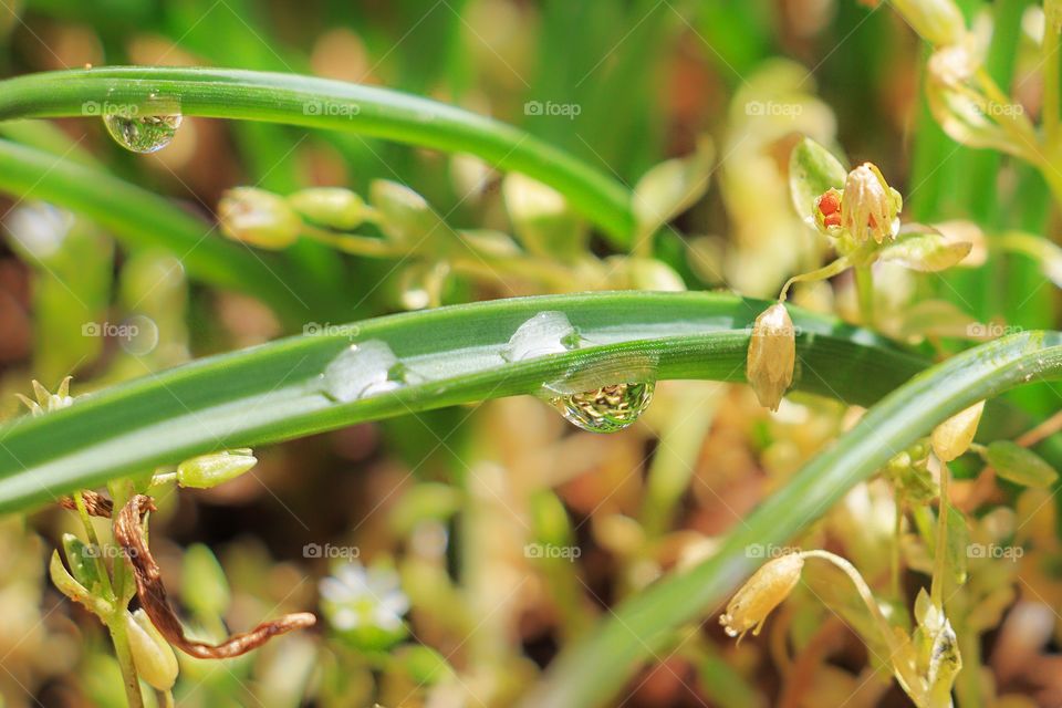 Water drops on the plants