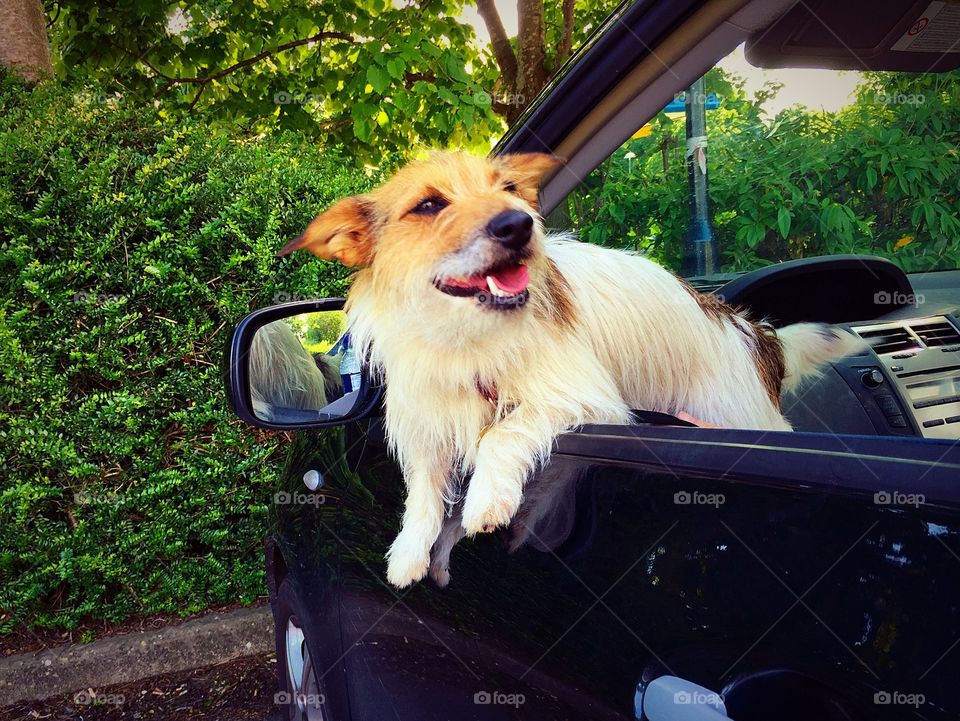 Dog At Car Window