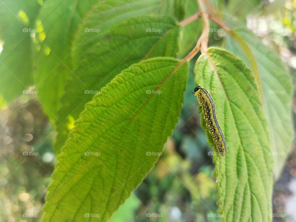 Caterpillar