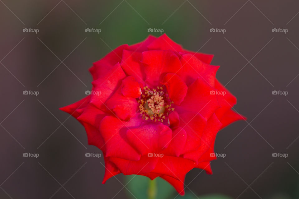 Red Rose in the Garden