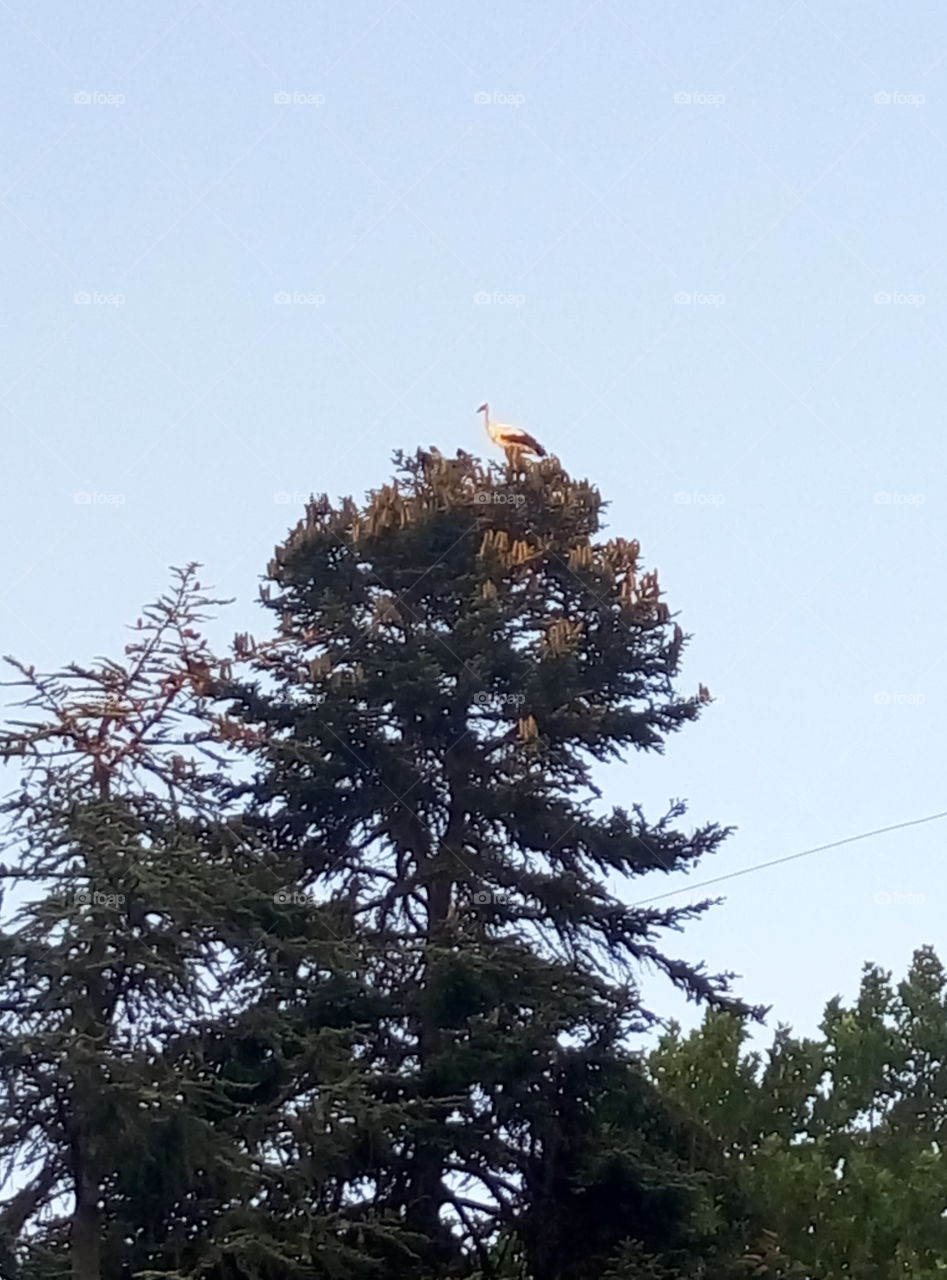 cigüeña sobre árbol