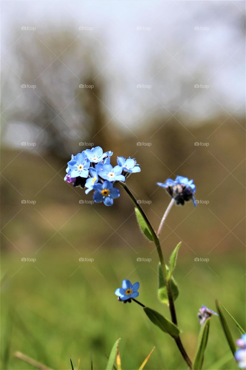 a small blue flower within a forest in Kharaghan, Iran