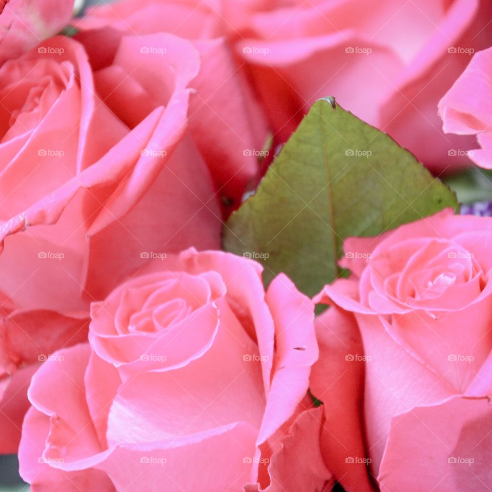 Soft pink roses.  