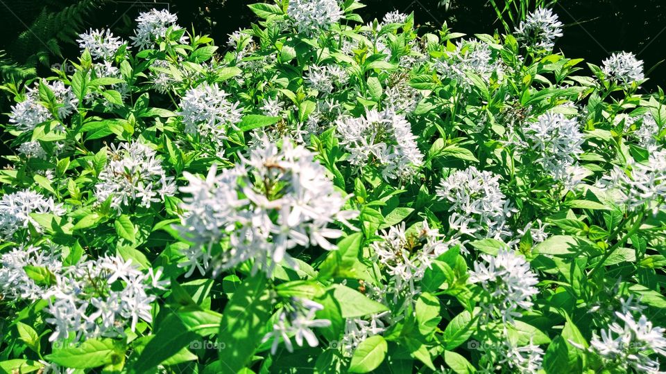 Natural beauty of eastern bluestar flower blossoms in botanical garden New York. 