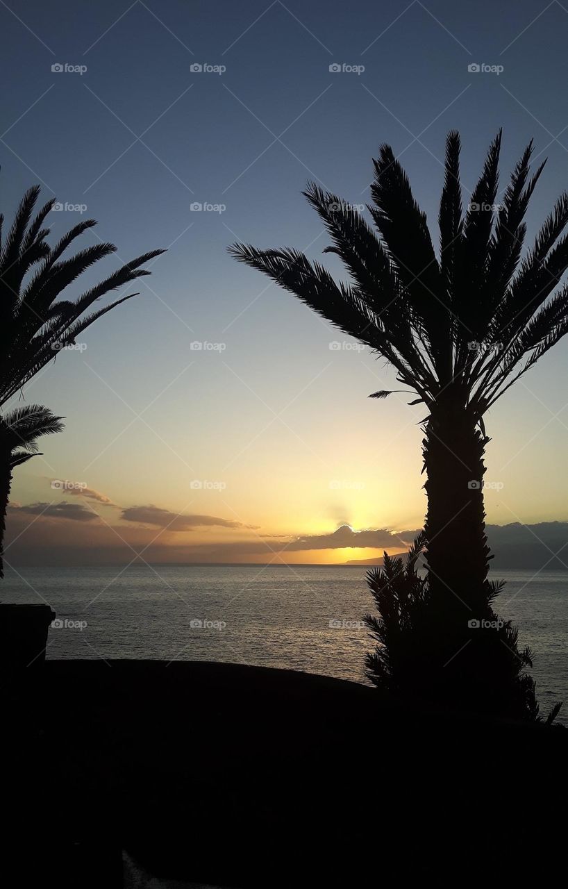 Sunset with palm trees by the sea