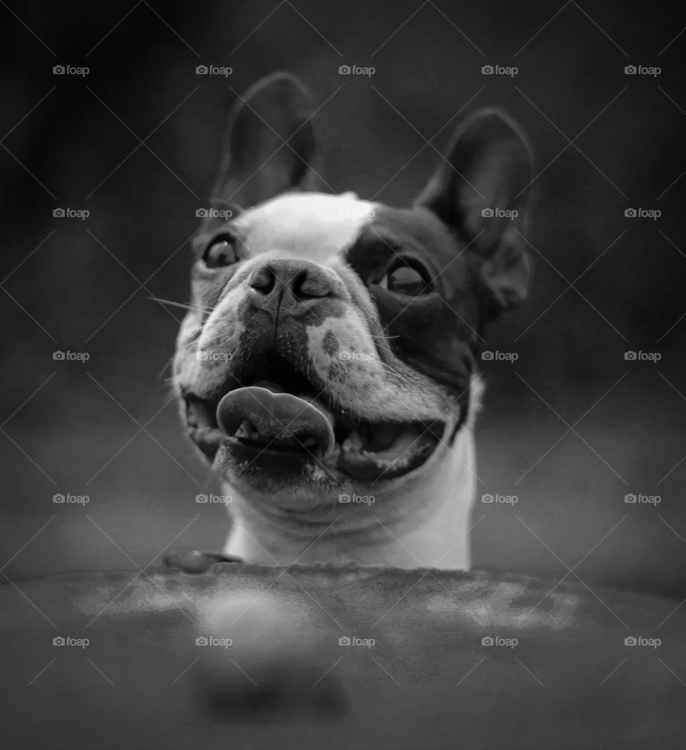 Boston Terrier George
