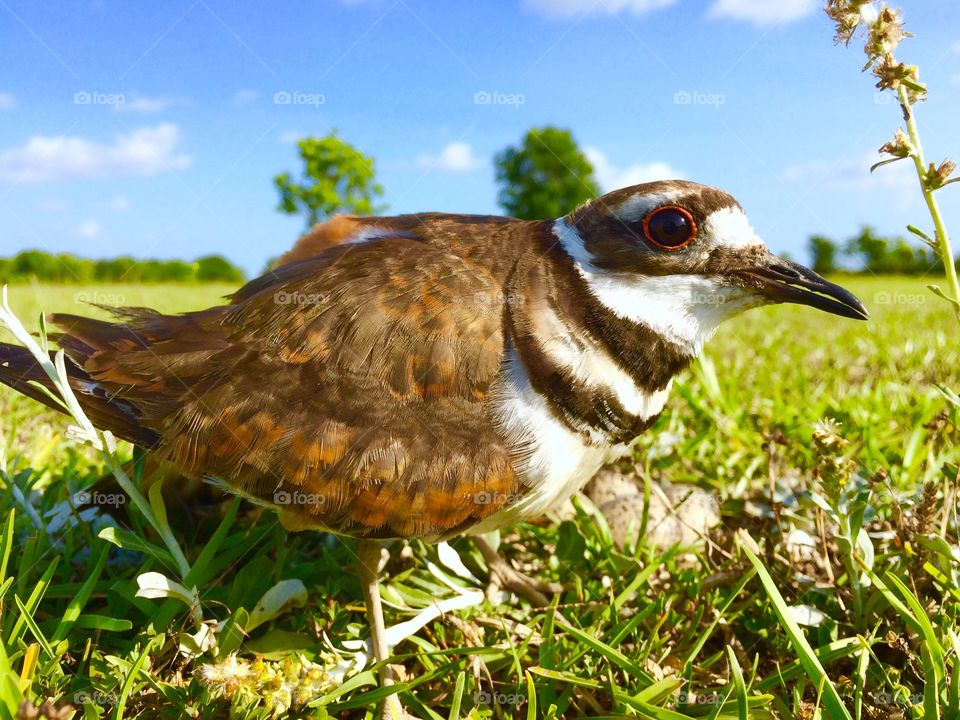 Killdeer nesting