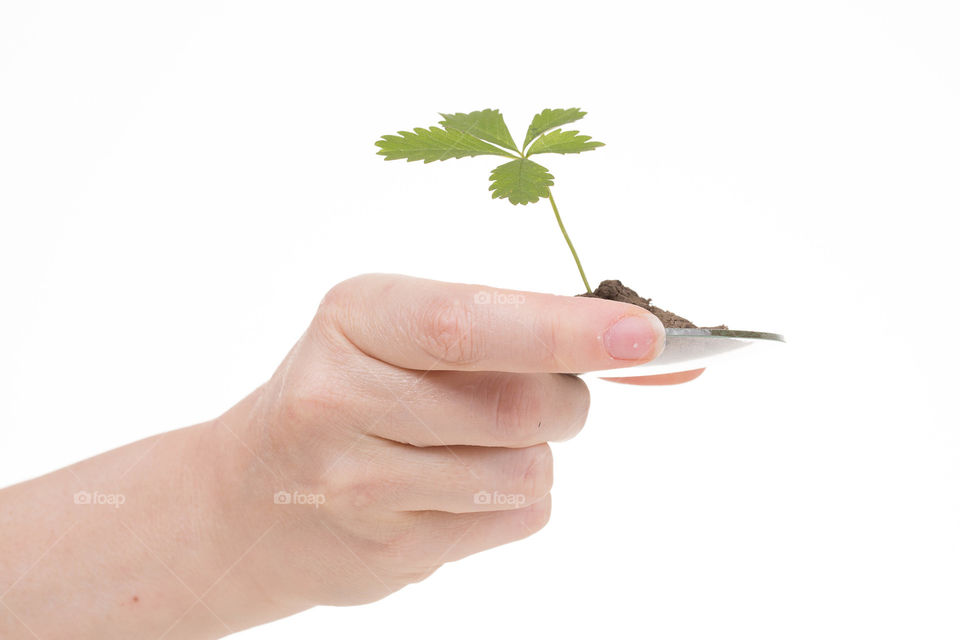 Hand, Palm, Growth, Sprout, Leaf