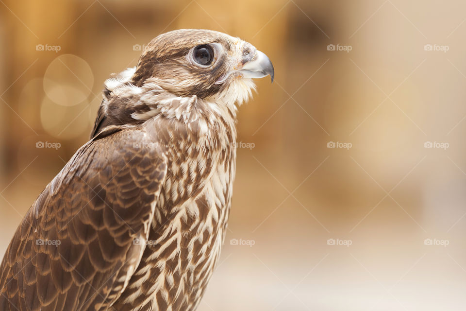 Beautiful middle eastern falcon closeup portrait