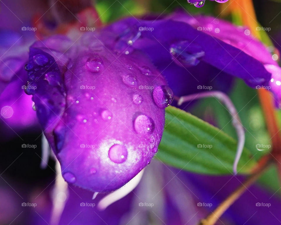Purple Tibouchina petal and leaf with dew