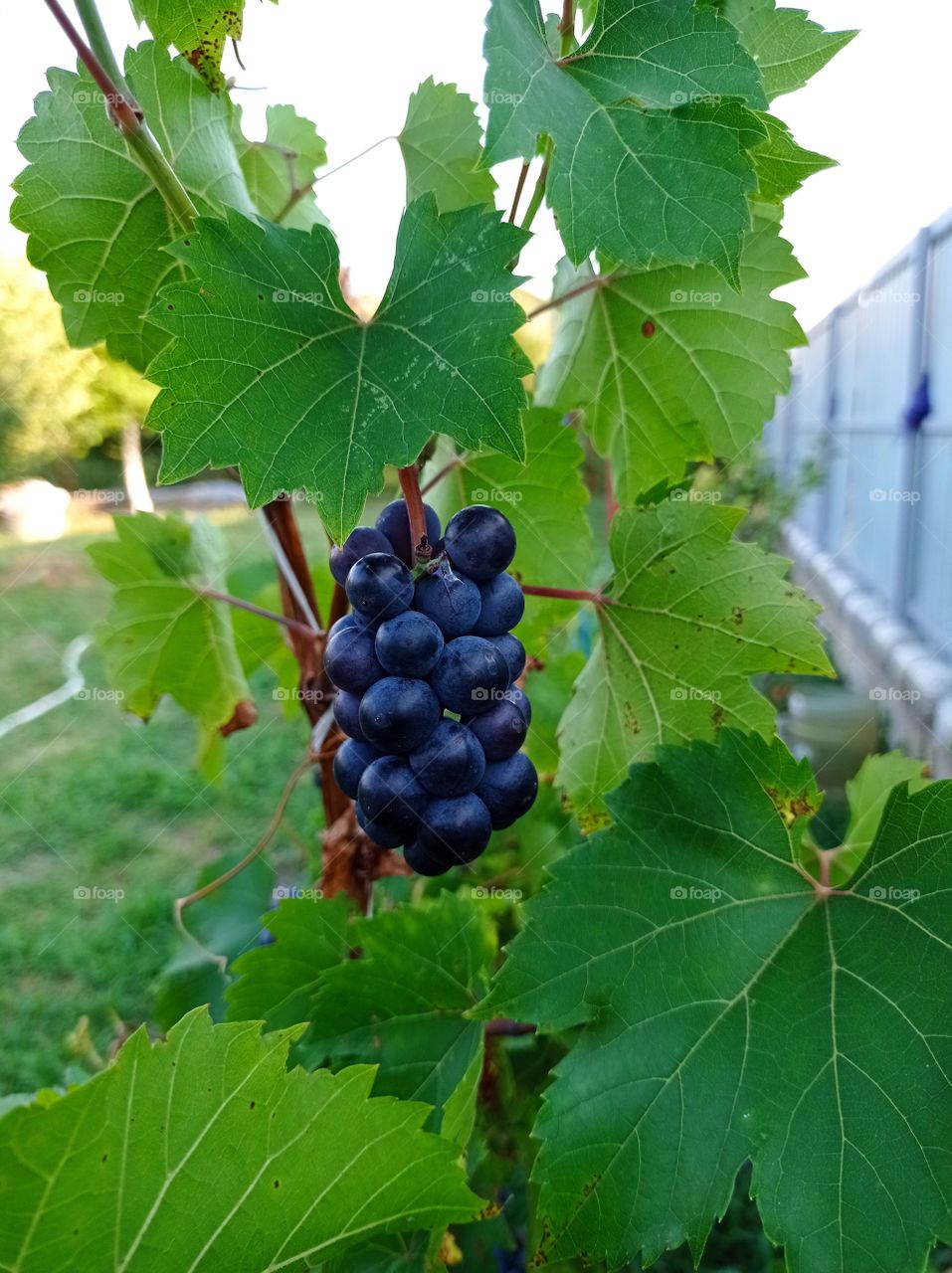 A bunch of grapes. Summer.