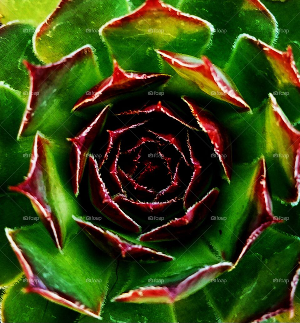 cactus