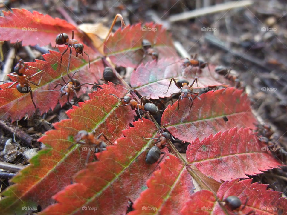 There is an ant hill close to my house.  The weather has been nice so the ants have been very busy and active. I noticed that many ants makes an interesting sound.