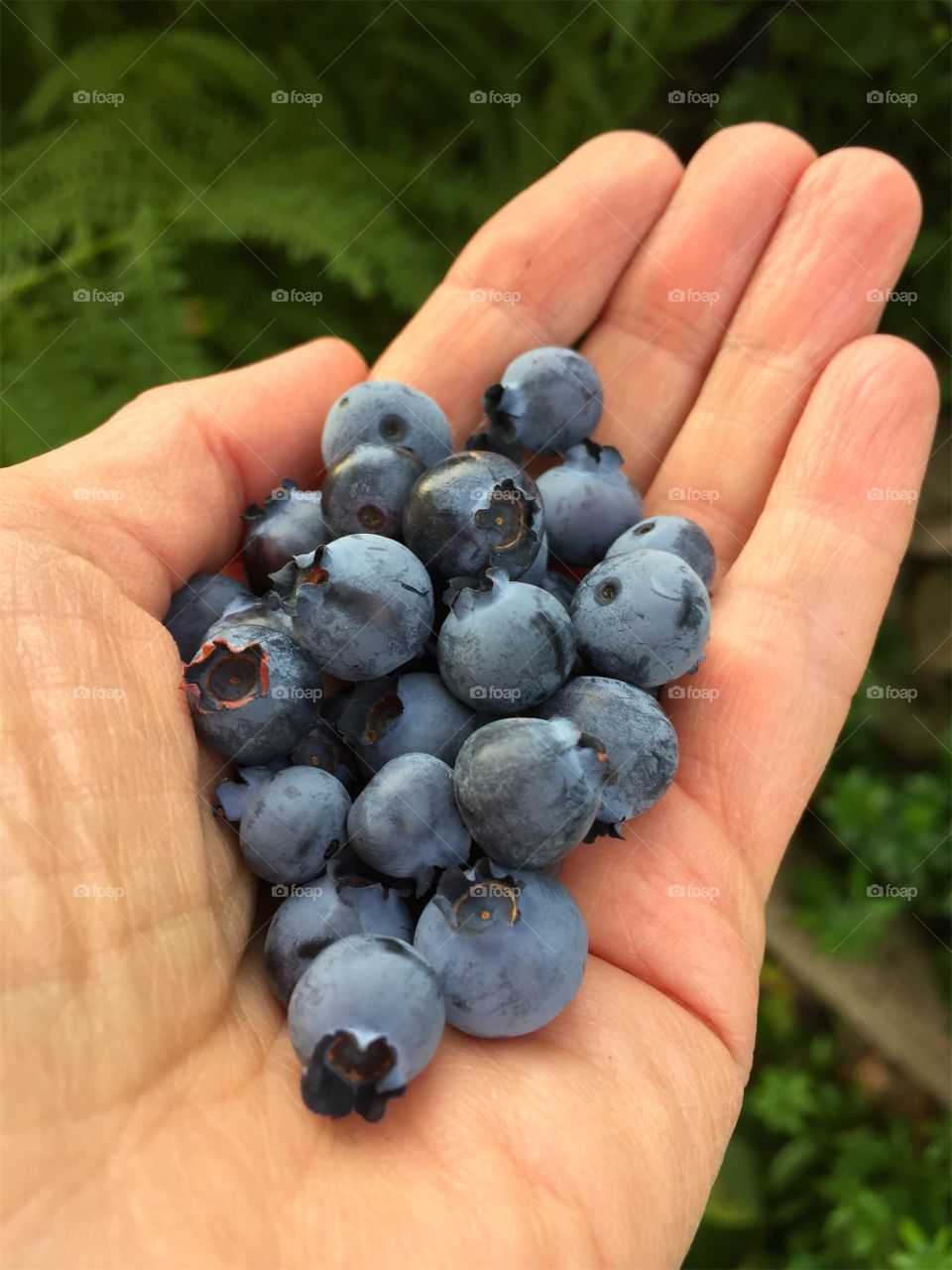 Fresh newly picked ripe blueberries in a womens hand in garden in summer.