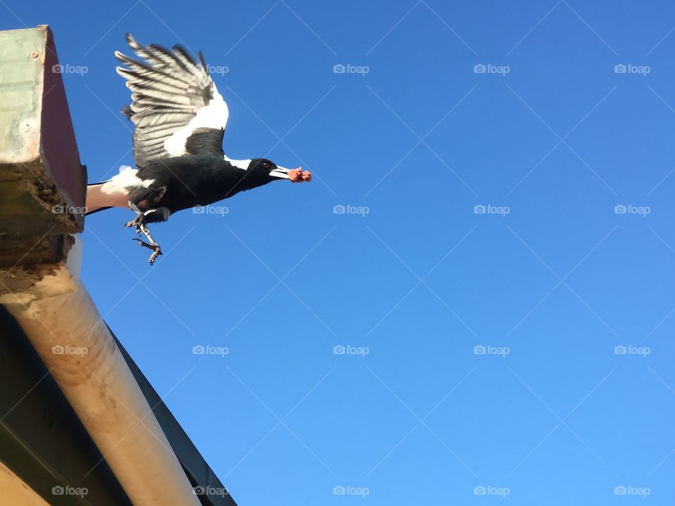 Magpie lifting off of house roof in flight with food motion shot